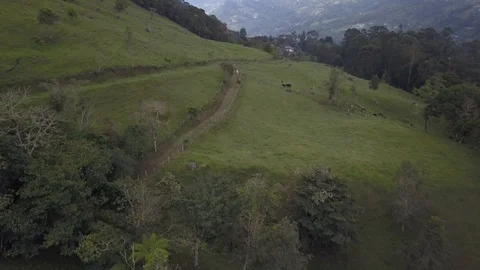 Aerial view of cattle in field in Cali Colombia Stock Footage 126830448