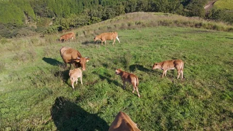 Aerial View of Cattle Grazing in Green Pasture Drone Footage Stock Footage 336909157