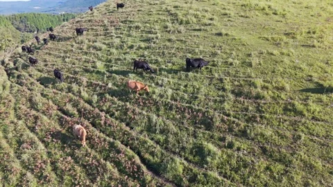 Aerial View of Cattle Grazing in Green Pasture Drone Footage Stock Footage 336909224