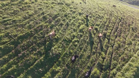 Aerial View of Cattle Grazing in Green Pasture Drone Footage Stock Footage 336943747