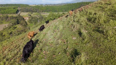 Aerial View of Cattle Grazing in Green Pasture Drone Footage Stock Footage 336943873