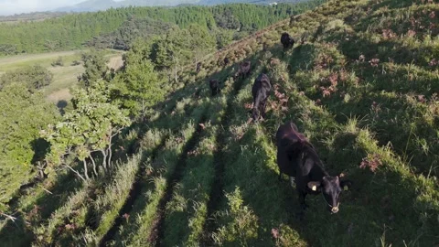 Aerial View of Cattle Grazing in Green Pasture Drone Footage Stock Footage 336943893