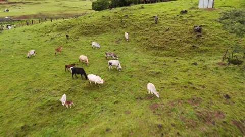 Aerial view of cattle grazing on a lush green hillside pasture Stock Footage 344976431