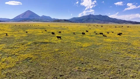 Aerial view of cattle grazing in a valley, State of Colorado, United States. Video stock 249798095