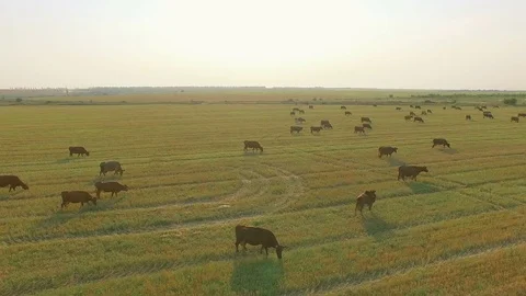 Aerial view cattle group of cows walking slowly over beautiful pasture landscape Stock Footage 78065049