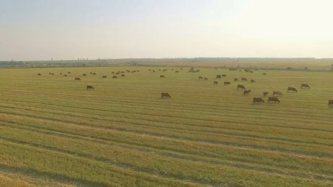 Aerial view cattle group of cows walking slowly over beautiful pasture landscape Stock Footage 78066296