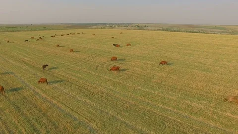 Aerial view cattle group of cows walking slowly over beautiful pasture landscape Stock Footage 78066921