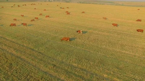 Aerial view cattle group of cows walking slowly over beautiful pasture landscape Stock Footage 78068147