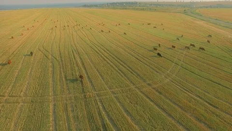 Aerial view cattle group of cows walking slowly over beautiful pasture landscape Stock Footage 78068561