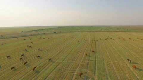 Aerial view cattle group of cows walking slowly over beautiful pasture landscape Stock Footage 78069594