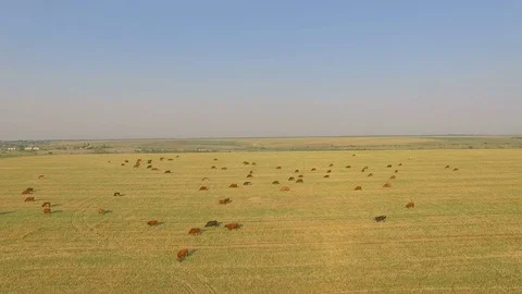 Aerial view cattle group of cows walking slowly over beautiful pasture landscape Stock Footage 78069872