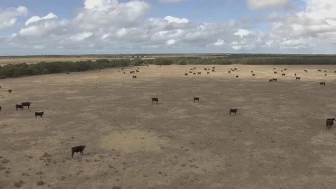 Aerial view of cattle group of cows in Australia farms Stock Footage 87722181