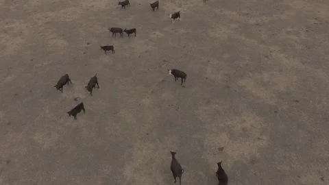 Aerial view of cattle group of cows in Australia farms Stock Footage 87894800