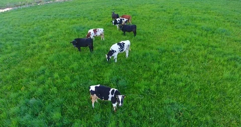 Aerial view of cattle group of cows are standing on a beautiful pasture farm Video stock 89842565