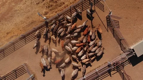 Aerial view of cattle herd in dry outback, Australia. Vídeos de archivo 284820849