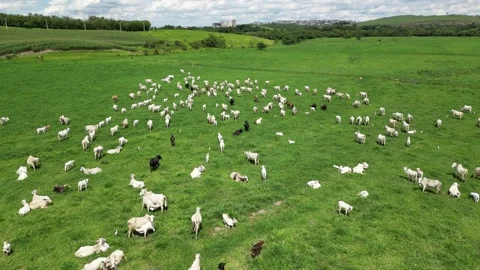 Aerial view of cattle herd. Stock Footage 328355026