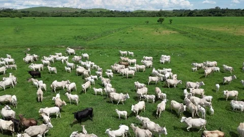 Aerial view of cattle herd. Stock Footage 328355029