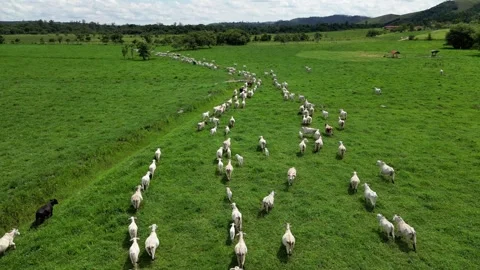 Aerial view of cattle herd. Stock Footage 328355041