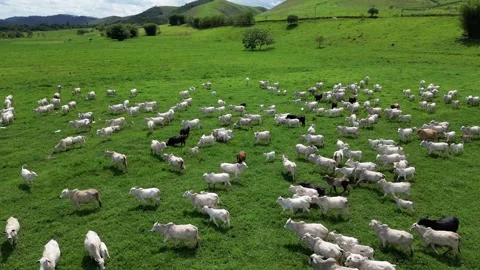 Aerial view of cattle herd. Stock Footage 328355059