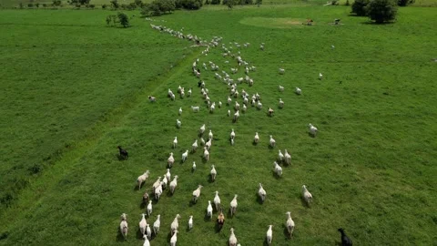 Aerial view of cattle herd. Stock Footage 328355066