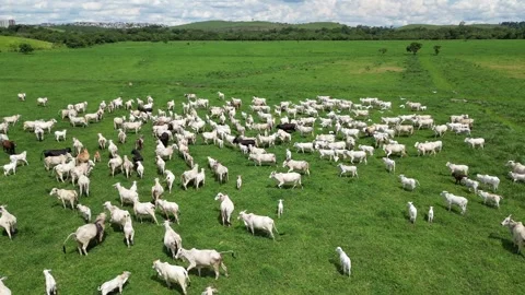 Aerial view of cattle herd. Stock Footage 328355078