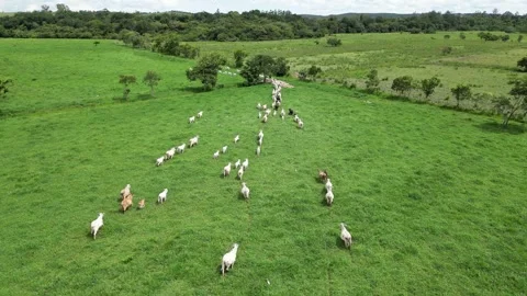 Aerial view of cattle herd. Stock Footage 328355080