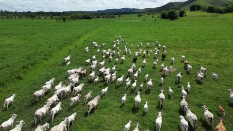 Aerial view of cattle herd. Stock Footage 328355082