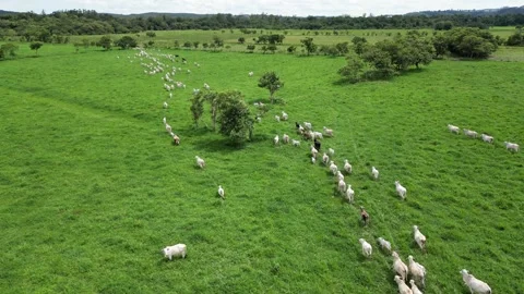 Aerial view of cattle herd. Stock Footage 328355090