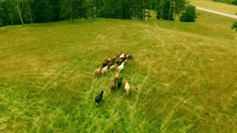 Aerial View of Cattle Herd in Green Pasture - HD Video Video stock 341848982