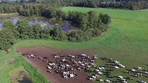 Aerial view of a cattle herd running across the pasture Stock Footage 71199401