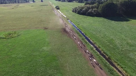 Aerial view of a cattle herd running across the pasture Stock Footage 71200002