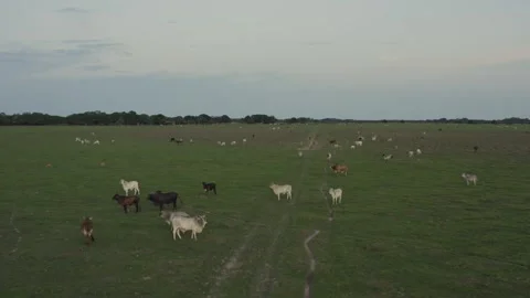 Aerial View of Cattle Herd at Sunrise on Colombian Orinoquía Llanos Savanna 스톡 동영상 345019285