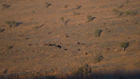 Aerial View of Cattle Herding in the Arid Landscape of Wadi Bani Khalid, Oman Stock Footage 324847959