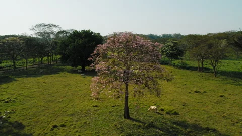 Aerial view of cattle resting beneath large shade tree in Costa Rica pasture Stock Footage 344753942