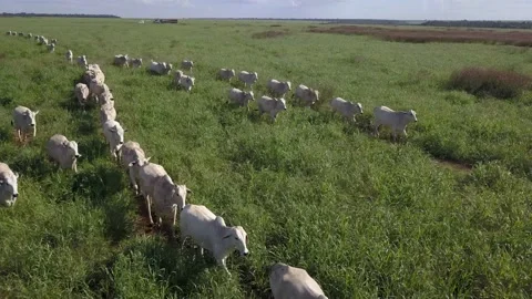 Aerial view of cattle run in green meadow of livestock farm in amazon, Brazil.   Stock Footage 154471381