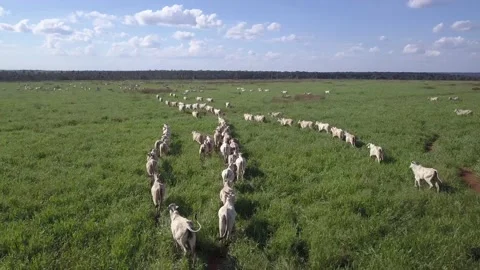 Aerial view of cattle run in green meadow of livestock farm in amazon, Brazil.   Stock Footage 154471402