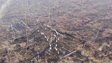 Aerial View of Cattle in Smoke Amazon Fires in Brazilian Amazonia Stock Footage 115665955