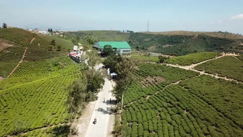 Aerial view of Cau Dat Tea Hill in Dalat, Lam Dong, Vietnam. Stock Footage 130998428