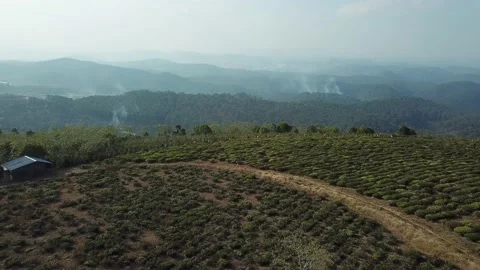 Aerial view of Cau Dat Tea Hill in Dalat, Lam Dong, Vietnam. Stock Footage 130998465