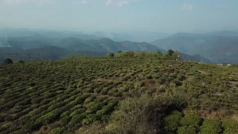 Aerial view of Cau Dat Tea Hill in Dalat, Lam Dong, Vietnam. Stock Footage 130998546