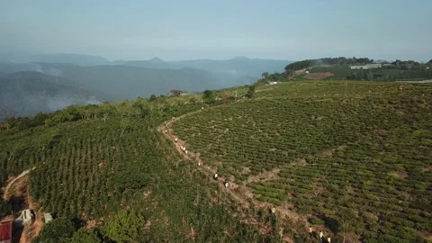 Aerial view of Cau Dat Tea Hill in Dalat, Lam Dong, Vietnam. Stock Footage 130998627