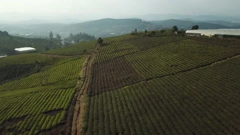 Aerial view of Cau Dat Tea Hill in Dalat, Lam Dong, Vietnam. Stock Footage 130998725