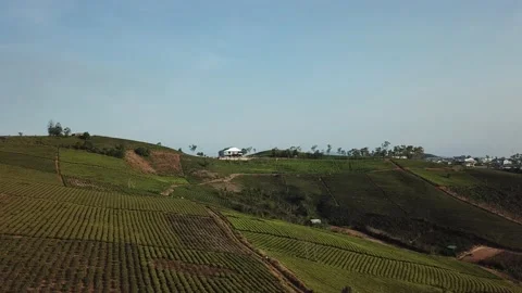 Aerial view of Cau Dat Tea Hill in Dalat, Lam Dong, Vietnam. Stock Footage 130998978