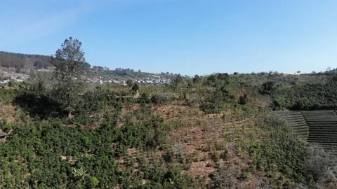 Aerial view of Cau Dat Tea Hill in Dalat, Lam Dong, Vietnam. Stock Footage 130999255