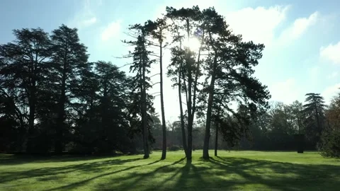Aerial view of Cedar Pines Trees in backlight in a Garden Stock Footage 222910612