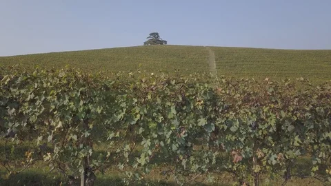 Aerial view of cedro de la Morra, Langhe, Piedmont, Italy, 4K Stock Footage 97113950