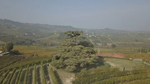 Aerial view of cedro de la Morra, Langhe, Piedmont, Italy, 4K Stock Footage 97114189