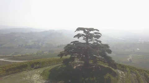 Aerial view of cedro de la Morra, Langhe, Piedmont, Italy, 4K Stock Footage 97114533