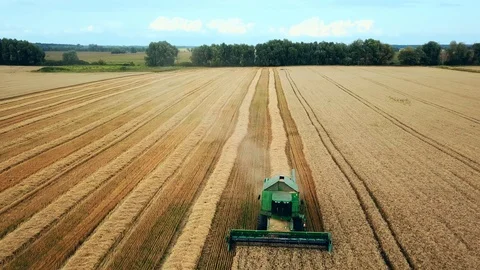 Aerial view of chamfered wheat field 動画素材 126238205