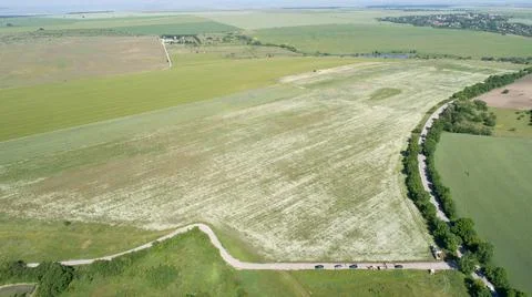 Aerial view of chamomile fields. White daisies Foto stock